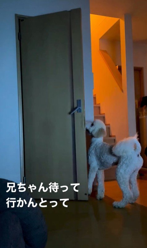 ますお君の人間のような行動5