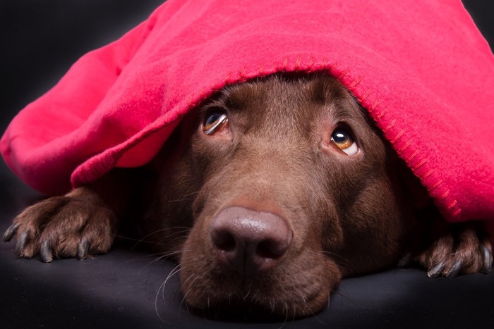 赤い布を被っている犬