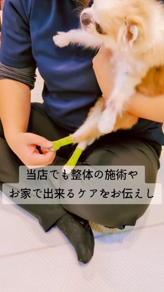 動かなくなった犬の後ろ足をマッサージするスタッフ