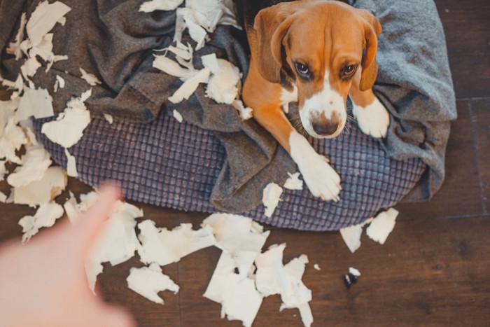 破壊した犬、指をさす手、ビーグル