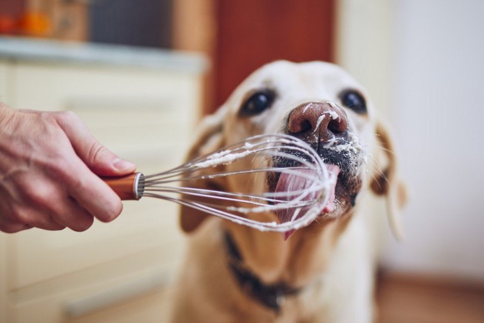 クリームを舐める犬