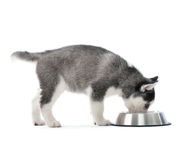 ご飯を食べているハスキー犬のパピー