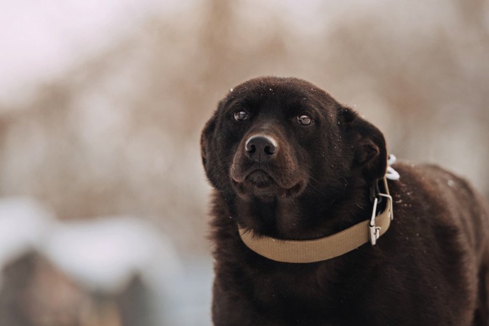 耳を後ろに倒して怯える犬