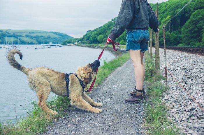 嫌がる垂れ耳の犬、黒いリード