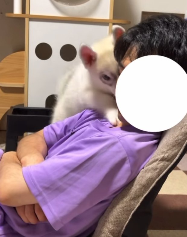 飼い主に飛びつくハスキー犬