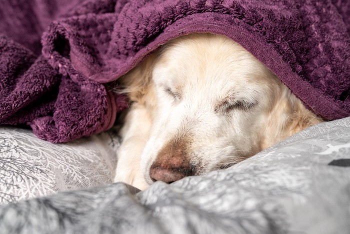 毛布の下で眠る犬