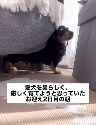 家具の隙間から出てくる犬