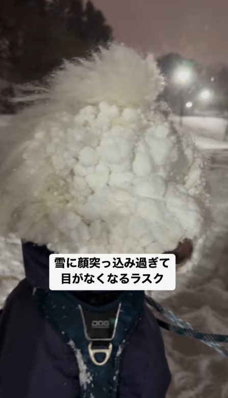 雪玉がいっぱいくっついてしまった！