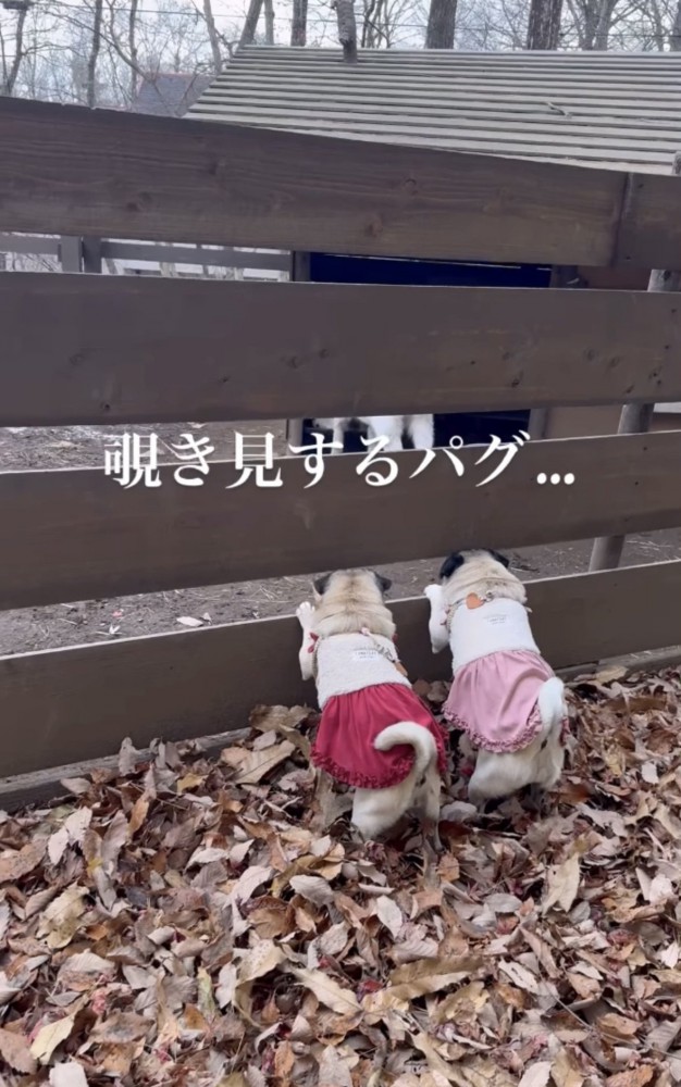 柵から覗く犬たち1