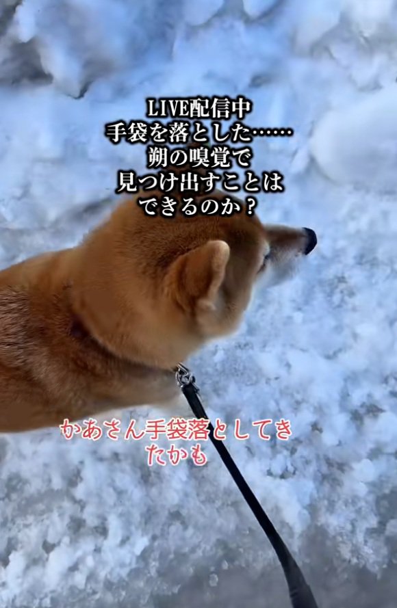 手袋を落とした飼い主さん