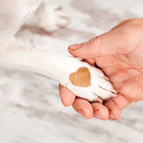 お手をしているハート模様の犬の手