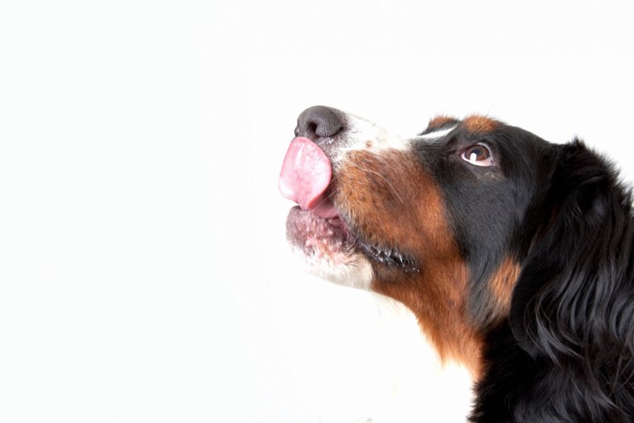 満足げな犬