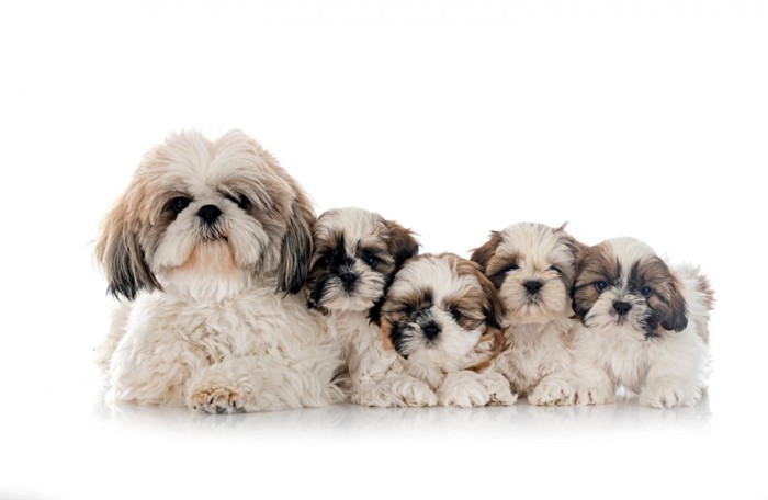 4頭の子犬と親犬