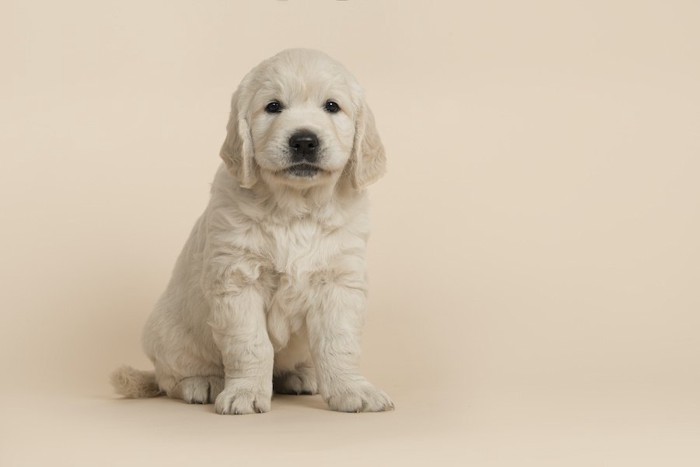 お座りしているゴールデンの子犬