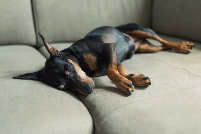 ソファに横になる犬