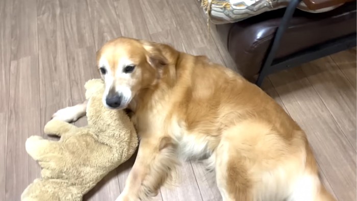 ぬいぐるみと寝転ぶ犬