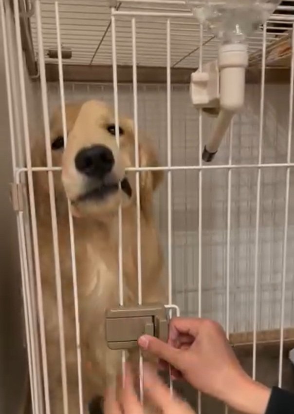 顔が挟まれるかやちゃん