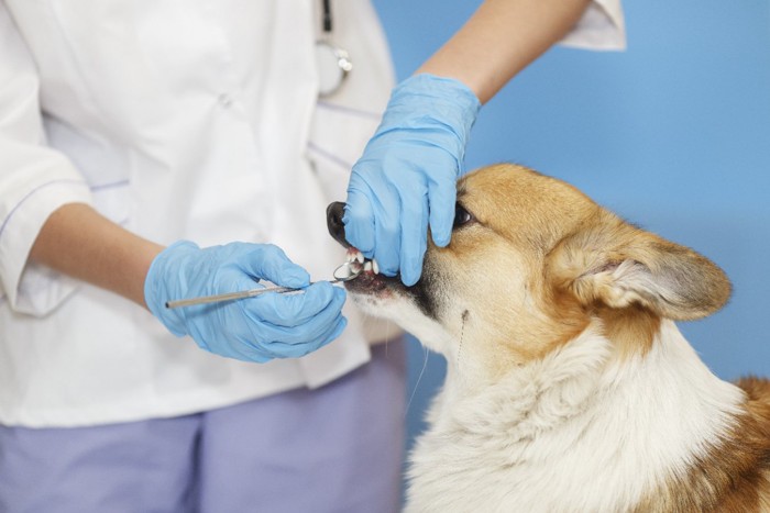 歯の状態を観察される犬