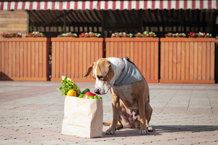 紙袋に入った野菜を嗅ぐ犬