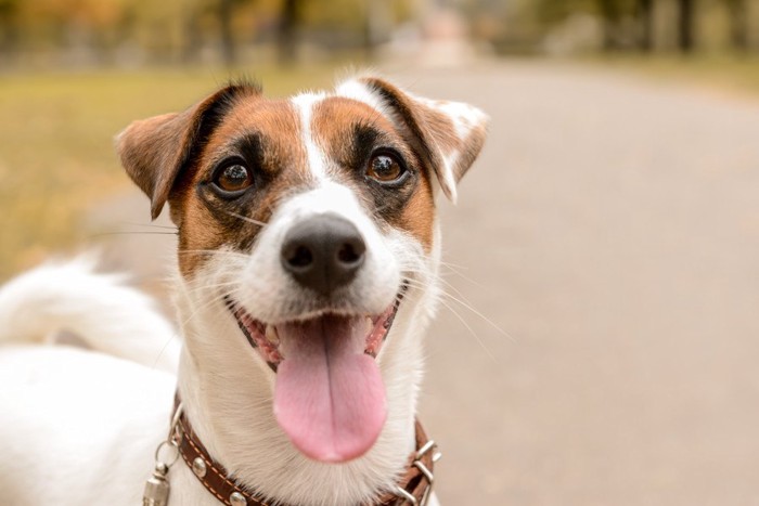 笑顔の犬