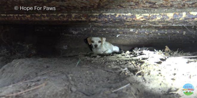 コンテナの下に隠れる犬