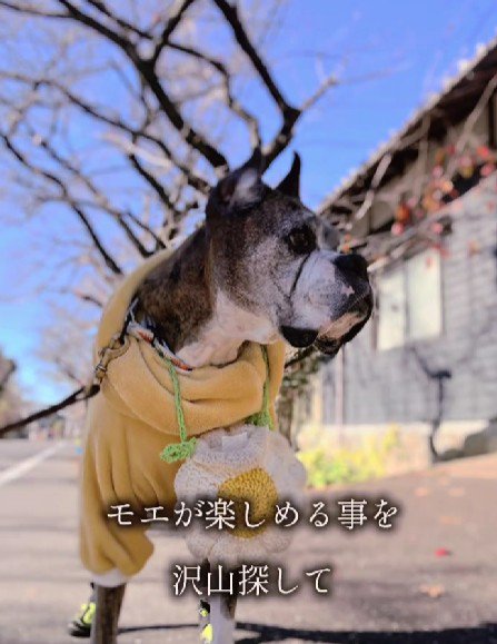 ロノちゃんの思い出と生きていく