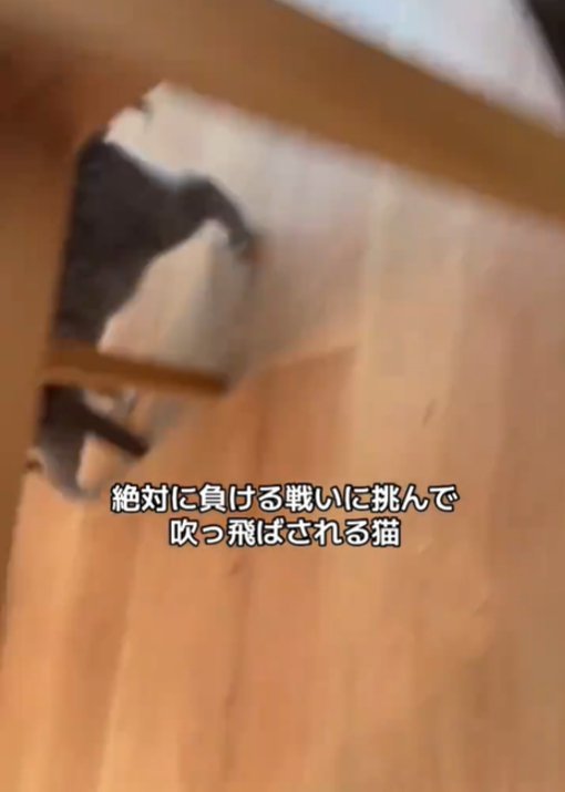 猫の足1