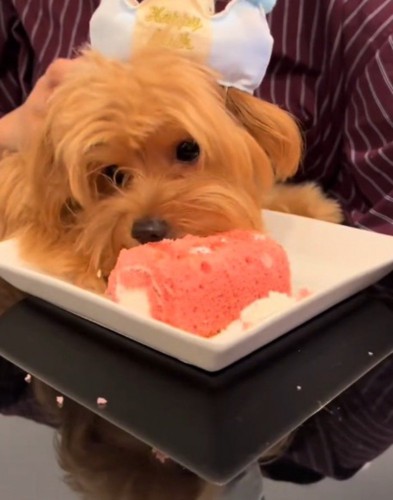 皿に乗った大きなおやつを食べる犬