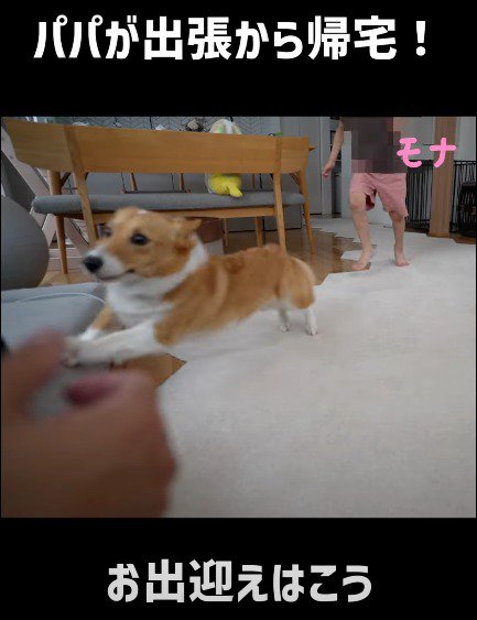 男性に駆け寄るメスの犬