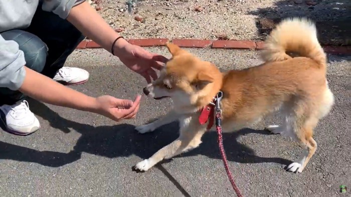 女性と犬