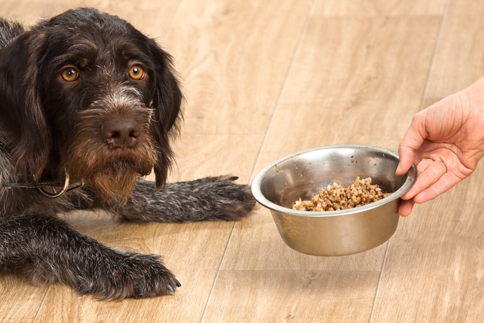 老犬にご飯を出す飼い主の手