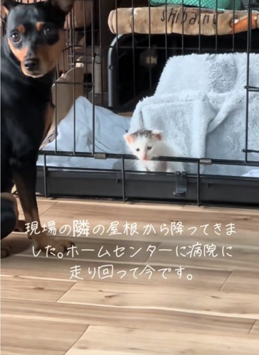 振り向く犬