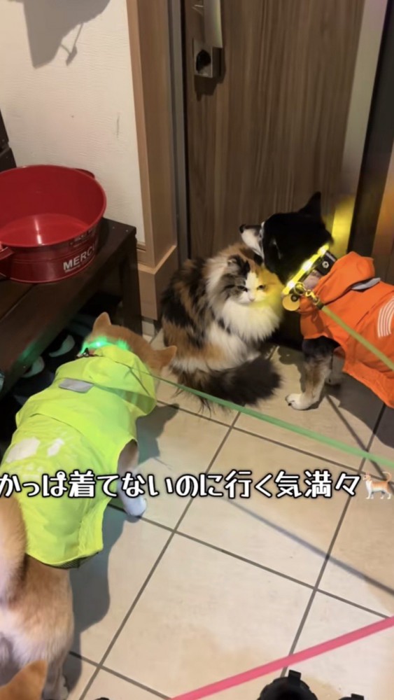 カッパを着ていないのに散歩行く気満々な猫