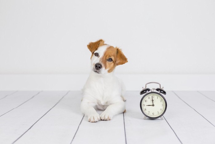 首をかしげる犬と時計