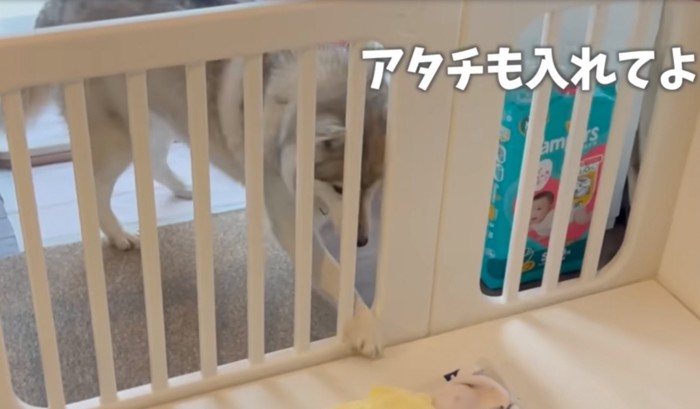 柵の中を覗く犬