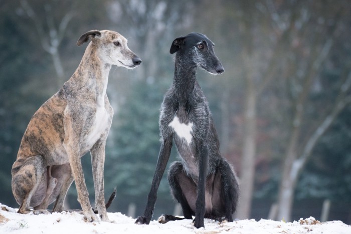 隣り合って座る2頭のスパニッシュ・グレーハウンド