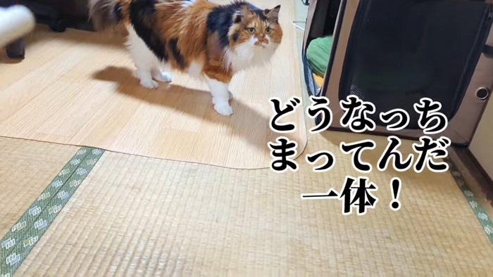 ドン引きするディス子さん