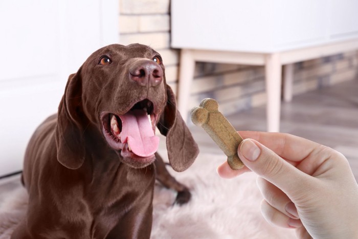 おやつを食べようとする犬と手