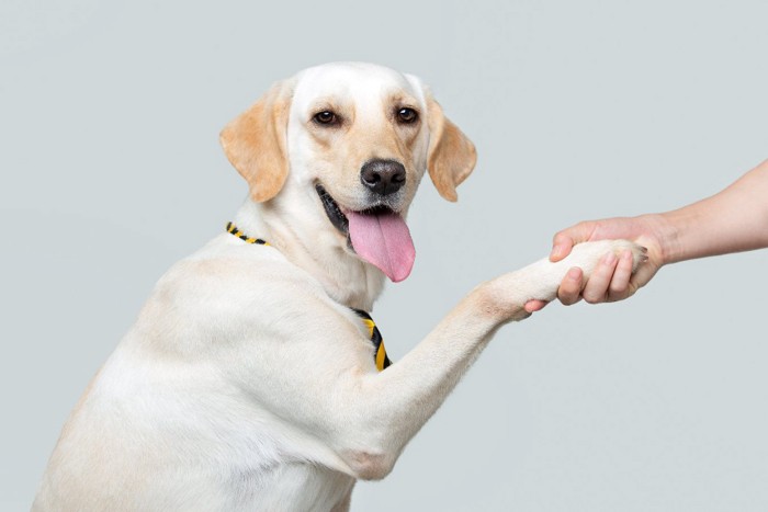 握手する犬