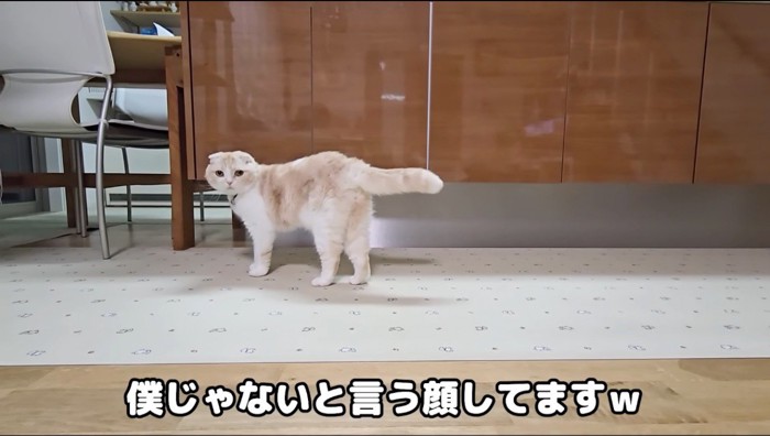 遠くからカメラをふり返る猫