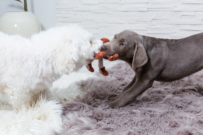 おもちゃを取り合って遊ぶ白とグレーの犬