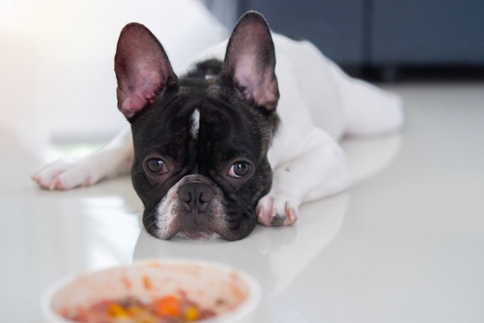 食欲がなさそうな犬