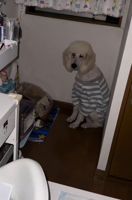 ボーダーのシャツを着て座る大型犬