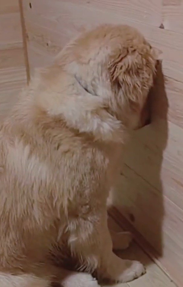 壁に頭をつけて微動だにしない子犬