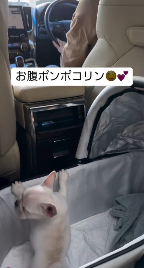 キャリーの縁で立ち上がる子犬1