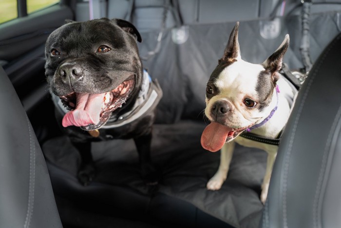 車の座席で口を開ける犬2頭