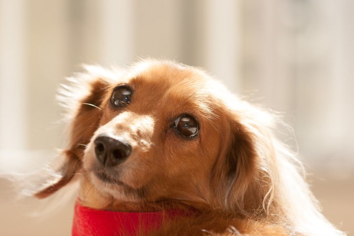 犬の顔