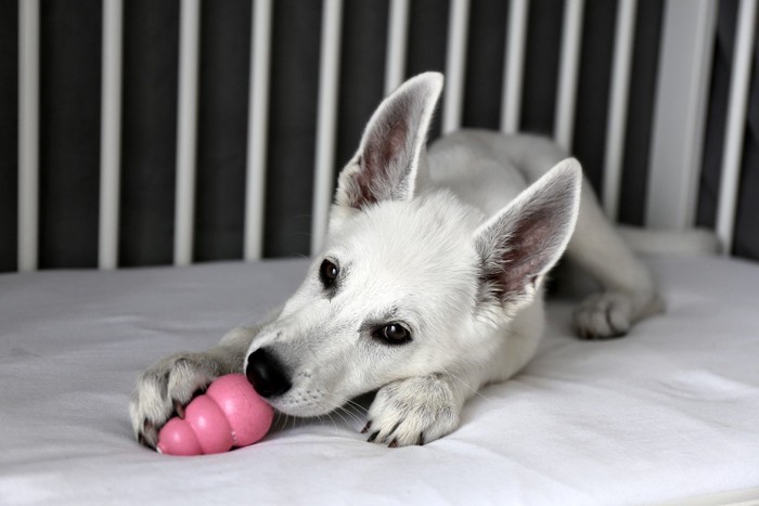 玩具で遊ぶ犬