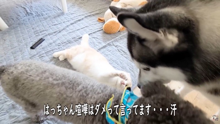 「喧嘩はダメ!」と仲裁