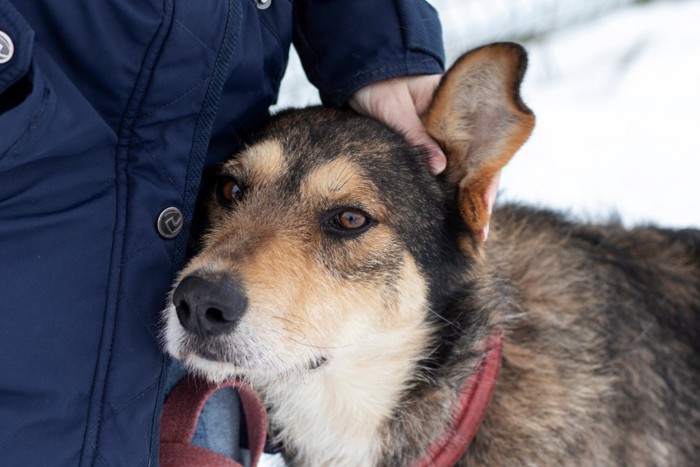 耳を撫でられているシニア犬